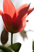 Tulip