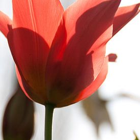 Tulip van Marco de Groot