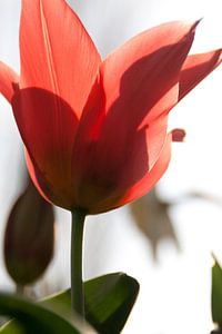 Tulpe von Marco de Groot
