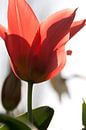 Tulip van Marco de Groot thumbnail