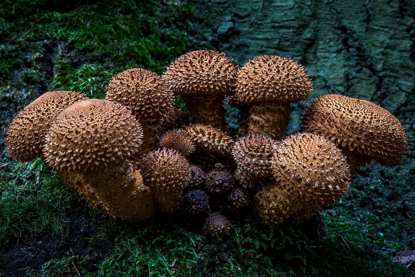 Fête des champignons par Meint Brookman