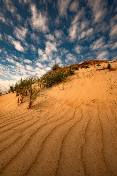 Linien... von Dianne Dijenborgh