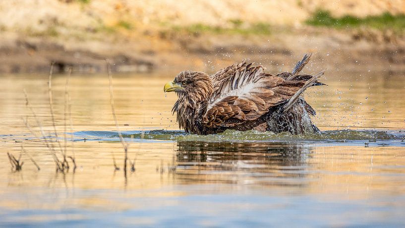 Auge in Auge mit einem badenden Weißkopfseeadler von Arjan Warmerdam