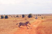 Overstekende Zebra