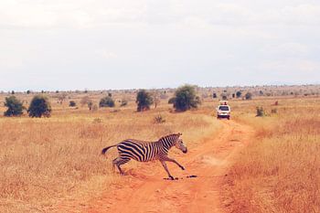 Overstekende Zebra