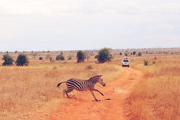 Overstekende Zebra van Cinthia Mulders