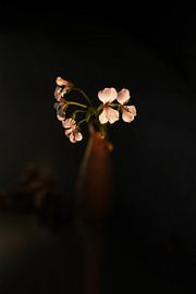 Pelargonium by Johan Wolfard