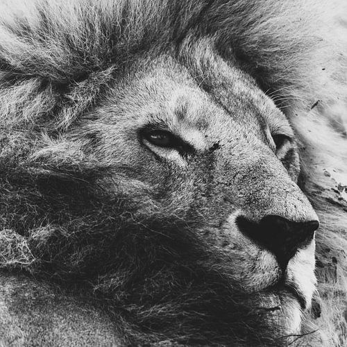 Portrait en noir et blanc d'un lion couché dans le Serengeti