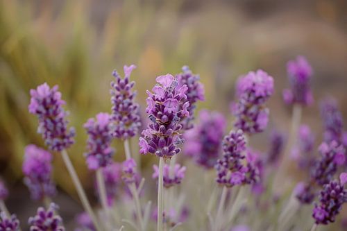 Levendige paarse lavendelbloemen in natuurlijke omgeving