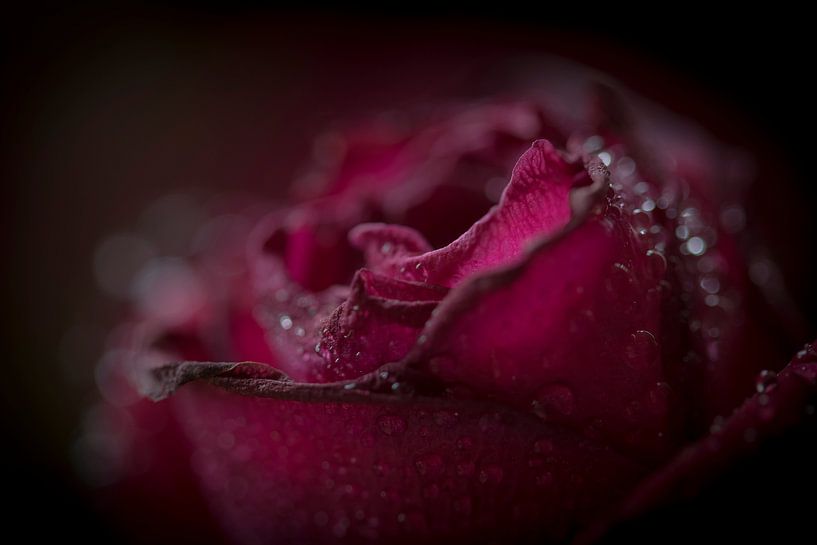 Roos van Jefra Creations
