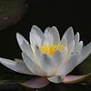 white water lily by Roswitha Lorz