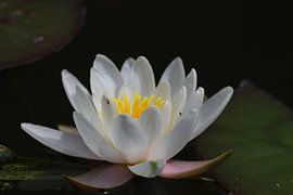 weisse Seerose von Roswitha Lorz