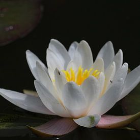 white water lily by Roswitha Lorz