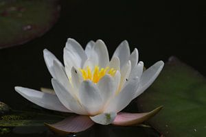 nénuphar blanc