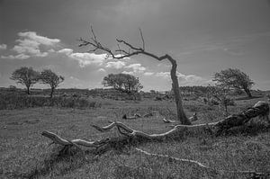 Kennemerduinen, Nord-Holland