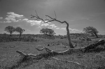 Kennemerduinen, Noord-Holland