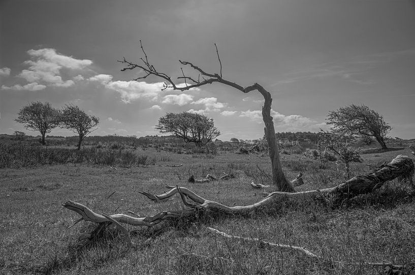 Kennemerduinen, North Holland by Peter Bartelings