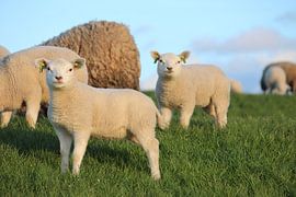 Ameland lambs on the dike by Denise M. Jans