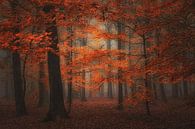 Nebliger Herbstwald in tiefen Rottönen . von Saskia Dingemans Awarded Photographer Miniaturansicht