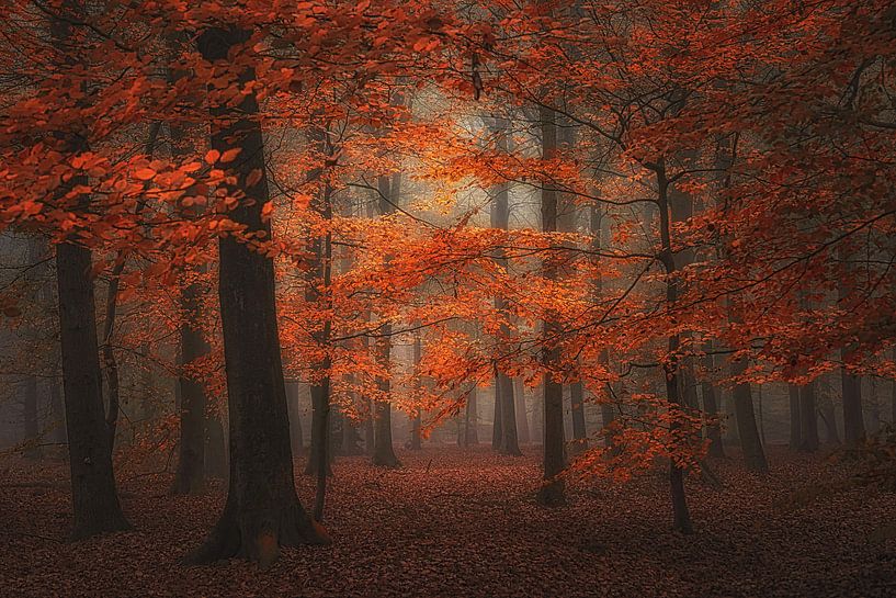 Nebliger Herbstwald in tiefen Rottönen . von Saskia Dingemans Awarded Photographer
