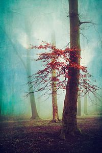 Forêt nuageuse enchantée