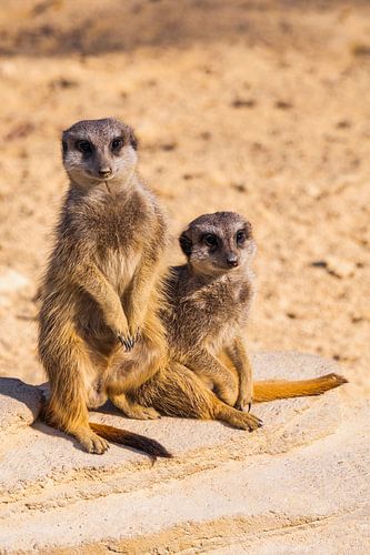 Twee oplettende stokstaartjes