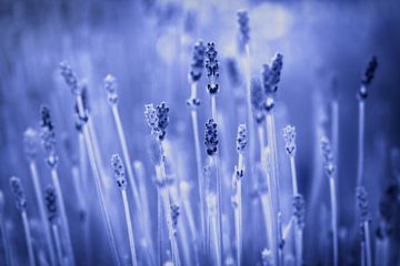 lavender by Rob Jansen