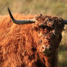 Schottische Highlander-Kuh von Fotografie Sybrandy