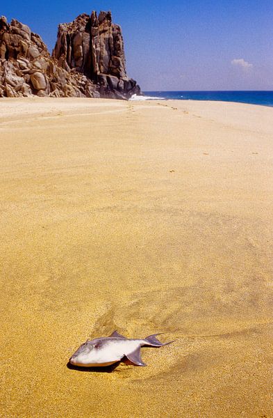 Dead fish on the beach - analogue photography! by Tom River Art