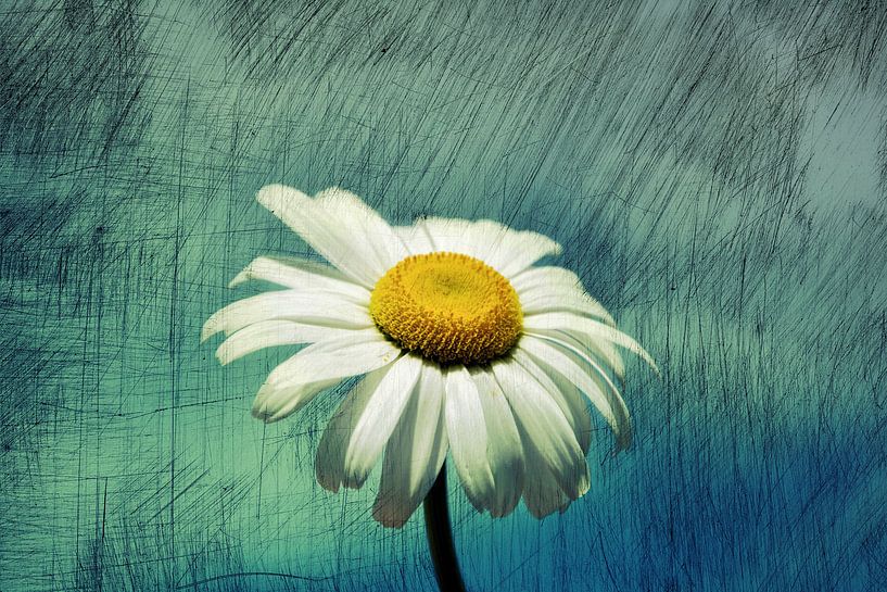 Fleur Marguerite par Claudia Evans