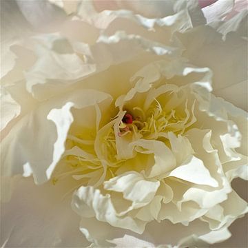 Pivoine blanche sur Bert Bouwmeester