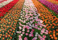 field with tulips in orange pink purple and white par ChrisWillemsen Aperçu