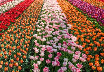 field with tulips in orange pink purple and white