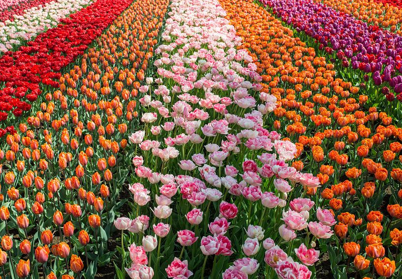field with tulips in orange pink purple and white par ChrisWillemsen