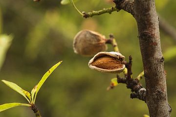 Almond tree with almond still in the by Melissa Peltenburg