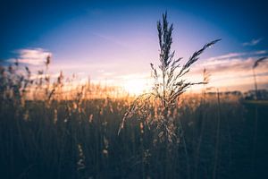 Wuivende rietpluimen in de avondzon