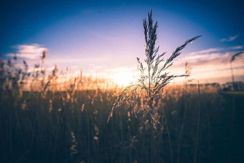 Wuivende rietpluimen in de avondzon van Fotografiecor .nl