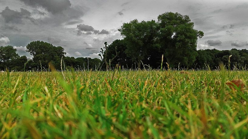 Zuiderpark vanuit insectperspectief by Rinke Velds