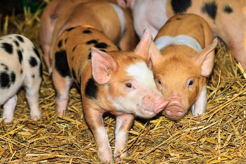 Biggetjes op de kinderboerderij