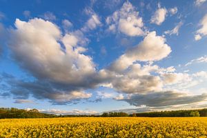 Wolken über einem blühenden Rapsfeld