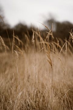 Grass van Chantal de Graaff