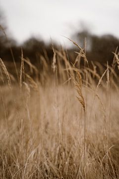 L'herbe sur Chantal de Graaff