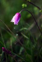anemone 's tears