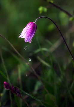 anemone 's tears by Konstantinos Lagos