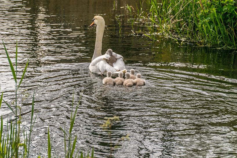 Zwanen familie by Paul De Keizer