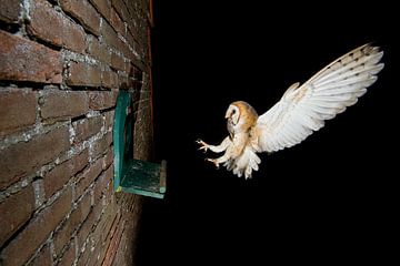 Barn owl in flight at night by Jeroen Stel