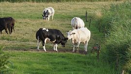 Koeien by Marleen van Es