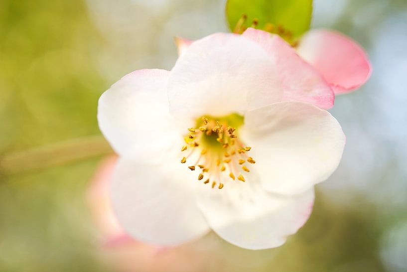 Wit Roze Kweepeer Bloemen Macro V van Iris Holzer Richardson