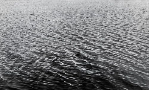 Watervlakte met moedereend en jong