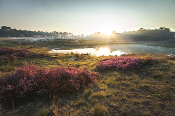 Zonsopkomst bosmeertje Heidestein Zeist Driebergen